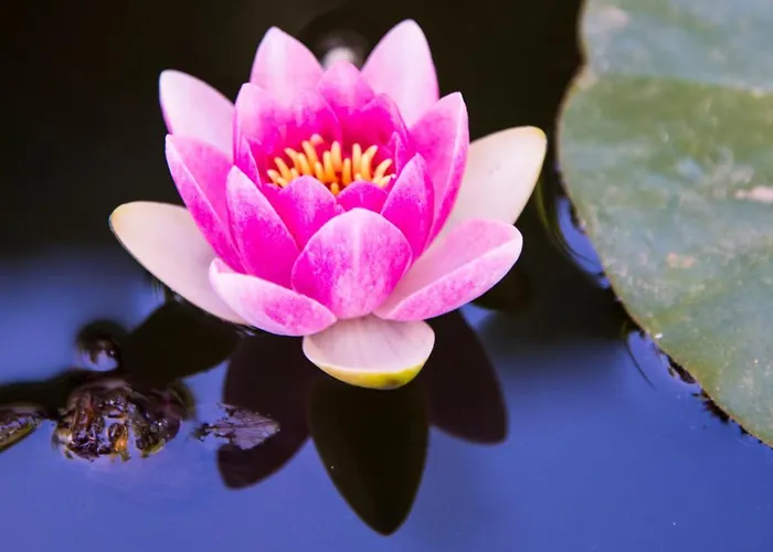 La Casetta בית נופש ברנקאלאונה מרינה