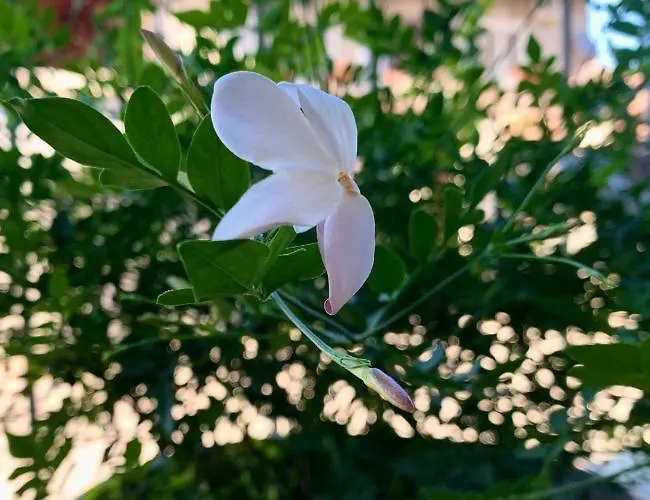 בית נופש La Casetta